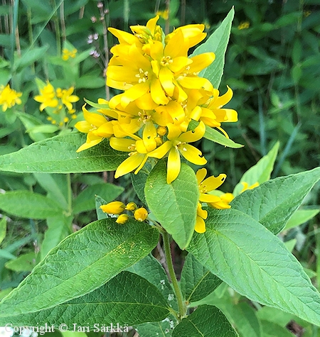 Lysimachia vulgaris, ranta-alpi